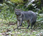 Gray canine in jungle