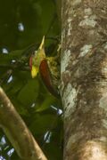 Crimson-winged Woodpecker - Thailand H8O6941 (16222876028).jpg