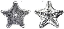 Ctenodiscus australis, Otto's Encyclopedia.jpg
