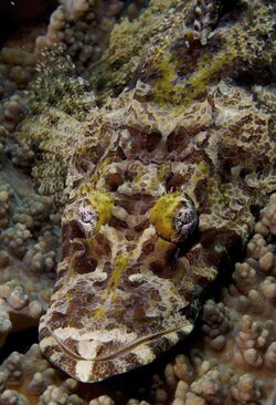 Cymbacephalus beauforti Crocodilefish Papua New Guinea by Nick Hobgood.jpg