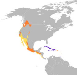 Cypseloides niger map.svg