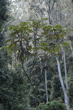 Diploglottis australis – Native Tamarind – habit – Mount Royal NP, NSW, by Doug Beckers 8 May 2009.jpg