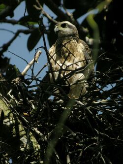 Doria Goshawk.jpg