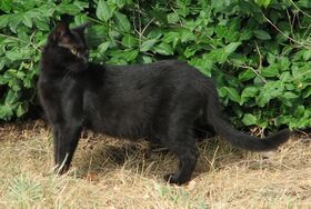 Black domestic shorthair cat