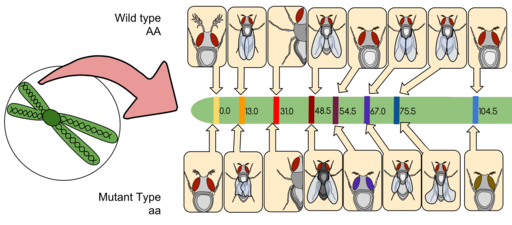 File:Drosophila Gene Linkage Map.svg