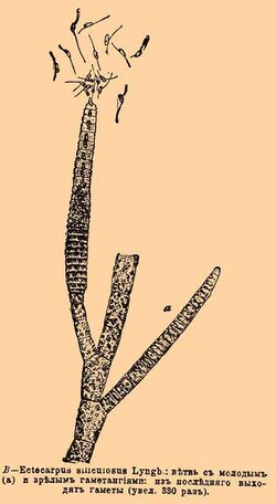 Ectocarpus siliculosus.jpg