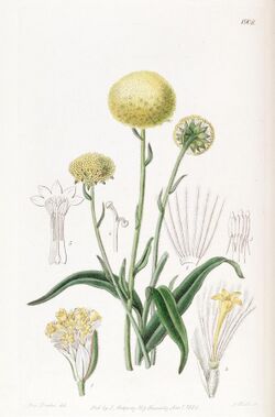 Edwards's botanical register (Plate 1908) (8615825369).jpg