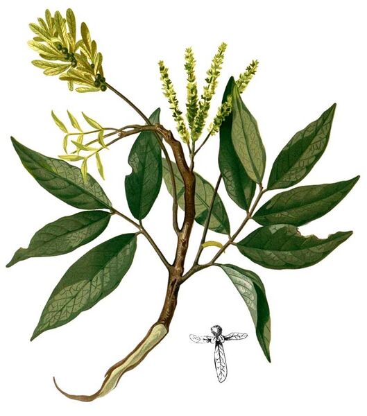 File:Engelhardtia spicata Blanco2.387-cropped.jpg