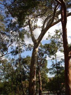 Eucalyptus leucoxylon.jpg