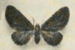 Eupithecia thalictrata.JPG
