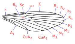 Eutonnoiria wing veins.svg