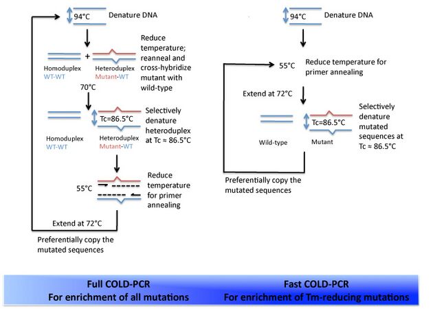 An overview of full COLD-PCR in comparison to fast COLD-PCR.