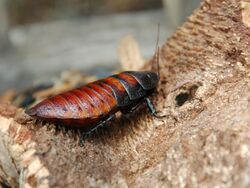Female Madagascar hissing cockroach.JPG