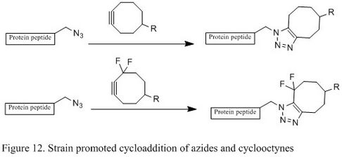 Figure 12. Strain promoted cycloaddition of azides and cyclooctynes.jpg