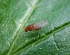Fruit fly Drosphila immigrans (37911683846).jpg
