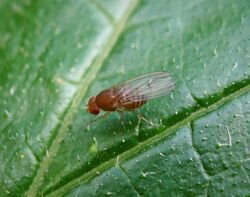 Fruit fly Drosphila immigrans (37911683846).jpg