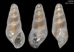 Fusceulima thalassae (MNHN-IM-2000-5690).jpeg