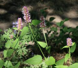 Giant hyssop Agastache urticifolia.jpg