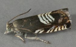 Grapholita compositella, Borras Quarry, North Wales, June 2012 (19496014629).jpg