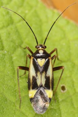 Grypocoris sexguttatus-o.JPG