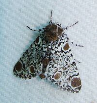 Harrisimemna trisignata – Harris's Three-spot Moth.jpg