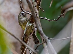 Hemitriccus josephinae Boat-billed Tody-tyrant; Manaus, Amazonas, Brazil (cropped).jpg