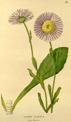 Herrickia glauca 1832J et Flore desJardins.jpg