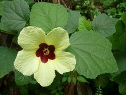 Hibiscus calyphyllus, blom en loof, Pretoria.jpg