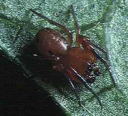 Hypsosinga.pygmaea.male.-.tanikawa.jpg