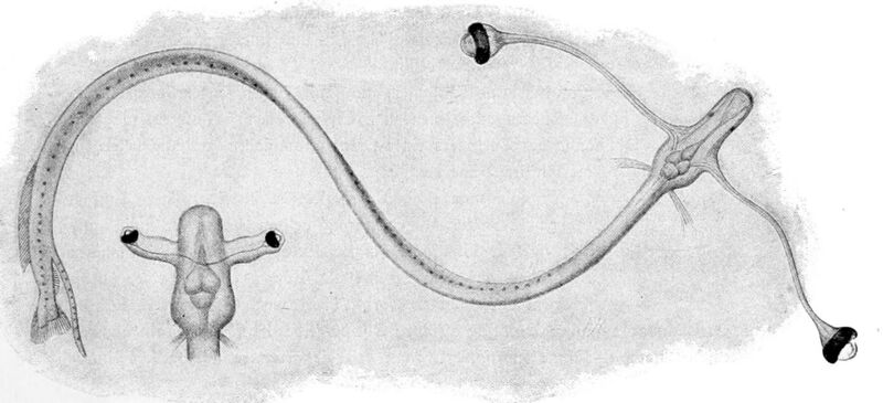 File:Idiacanthus fasciola1.jpg