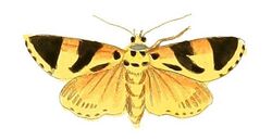 Illustrations of Exotic Entomology Lithosia Ino.jpg