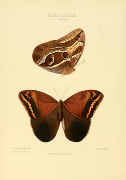 Illustrations of new species of exotic butterflies Pavonia I.jpg