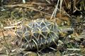 Indian star tortoise - Houston Zoo.jpg