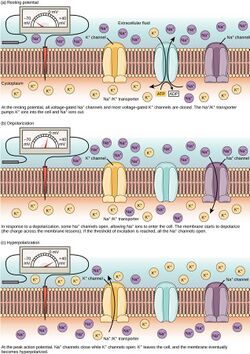 Ion channel activity before during and after polarization.jpg