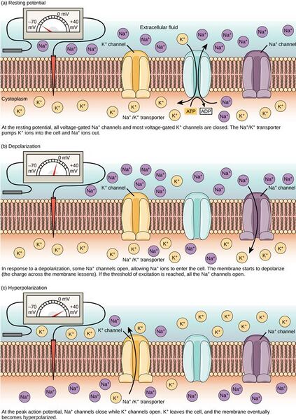 File:Ion channel activity before during and after polarization.jpg