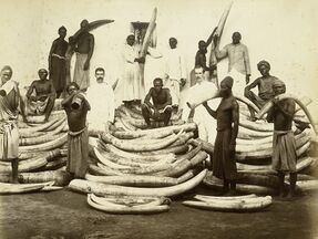 Men standing among piles of elephant tusks