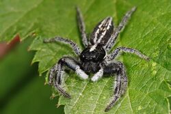 Jumping spider nov07.jpg