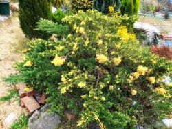 Juniperus chinensis ‘Expamsa Variegata’.jpg