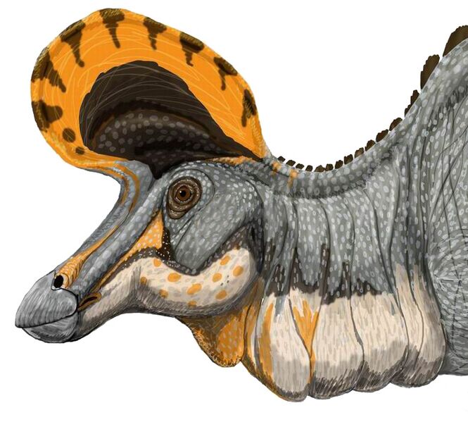 File:Lambeosaurus magnicristatus DB.jpg