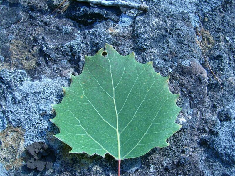File:Large-toothed aspen leaf (Grasett Twp).JPG