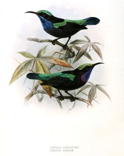 Leptocoma sericea aspasiodes Keulemans.jpg