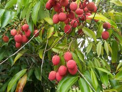 Litchi chinensis fruits.JPG