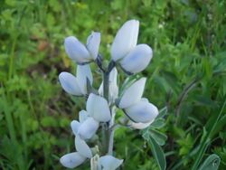 Lupinus albus flower.JPG