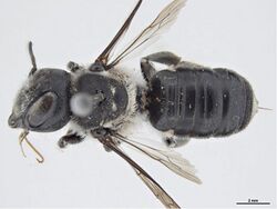 Megachile punctata f.jpg