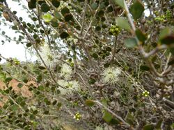 Melaleuca lateriflora (leaves, flowers, fruits).JPG