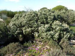 Melaleuca ordinifolia (habit).JPG