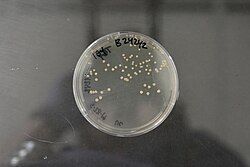 Microbacterium gubbeenense NRRL B-24242 (Type Strain).jpg