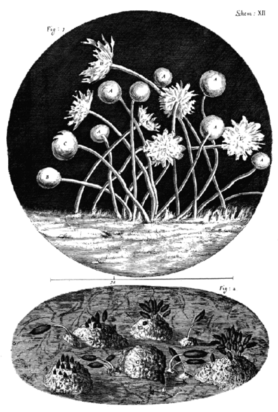 File:Micrographia Scheme 12.png