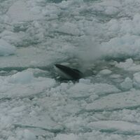 Photo of whale poking its nose through hole in icepack