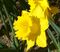 Narcissus 'Dutch Master' 2.jpg